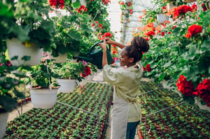 african-woman-working-in-a-greenhouse-flower-plant-2022-08-18-02-13-31-utc